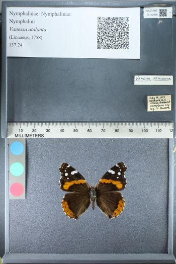 Media type: image;   Entomology 152886